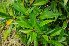 Rhizophora apiculata
